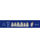 Biodent upper forms - Upper anterior