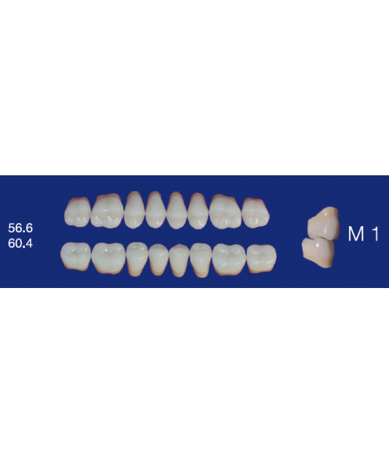 Biodent posterior forms - Lower